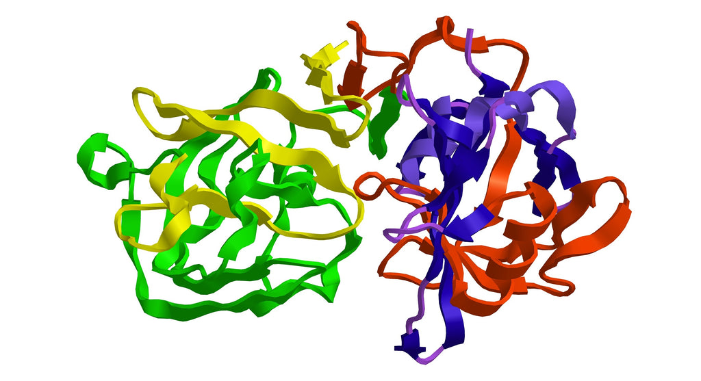 WAS SIND ENZYME?